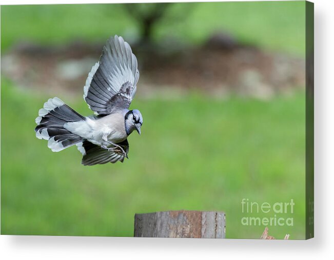 Songbird Acrylic Print featuring the photograph Making a quick turn by Dan Friend