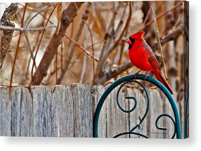 Cardinal Acrylic Print featuring the photograph Male Cardinal by Ed Peterson