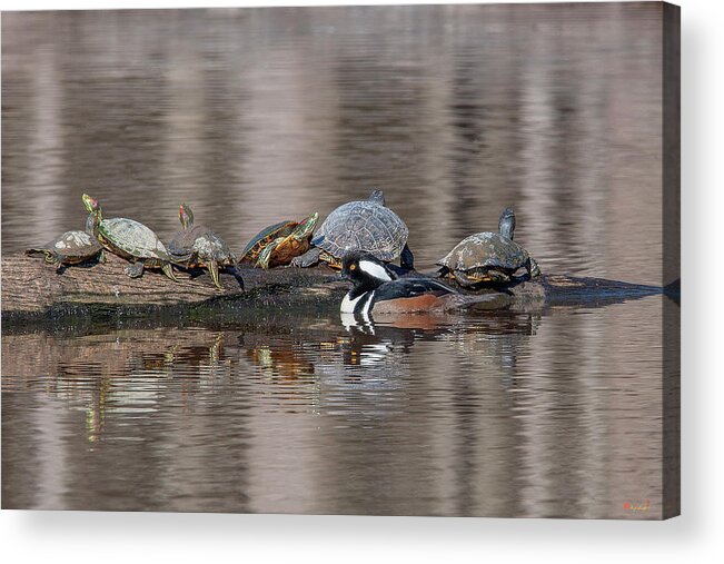 Nature Acrylic Print featuring the photograph Male Hooded Merganser and Basking Red-eared Sliders DWF0163 by Gerry Gantt