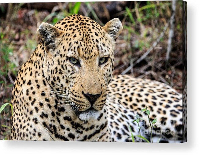 Africa Acrylic Print featuring the photograph Male Leopard by Jennifer Ludlum