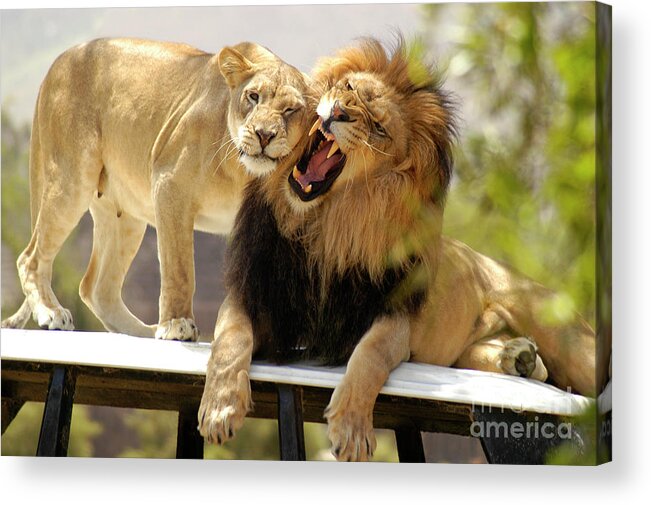 Lion Acrylic Print featuring the photograph Male Lion and his Lioness on their throne by Gunther Allen