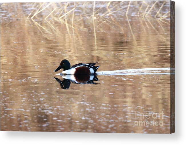 Male Northern Shoveler Acrylic Print featuring the photograph Male Northern Shoveler by Alyce Taylor