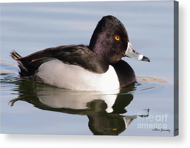 Male Ring Necked Duck Acrylic Print featuring the photograph Male Ring Necked Duck by Steve Javorsky