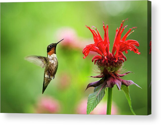 Hummingbird Acrylic Print featuring the photograph Male Ruby-Throated Hummingbird Hovering Near Flowers by Christina Rollo