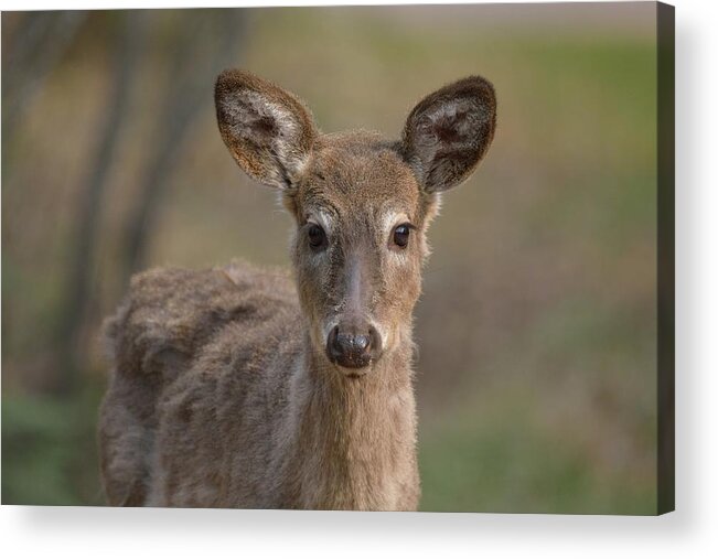 Outdoor Acrylic Print featuring the photograph Male Whitetail Deer Yearling by David Porteus