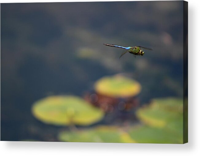 Malibu Blue Acrylic Print featuring the photograph Malibu Blue Dragonfly Flying over Lotus Pond by Colleen Cornelius