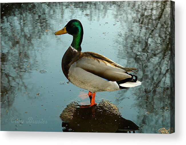 Clay Acrylic Print featuring the photograph Mallard by Clayton Bruster