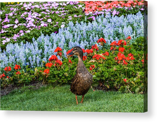 Duck Acrylic Print featuring the photograph Mallard in the garden by Zina Stromberg