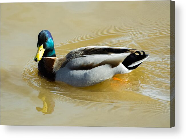 Mallard Acrylic Print featuring the photograph Mallard on the River by Holden The Moment