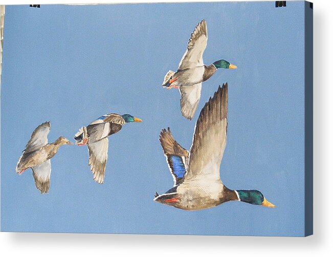 Ducks Acrylic Print featuring the painting Mallards Number Five by Diane Ziemski