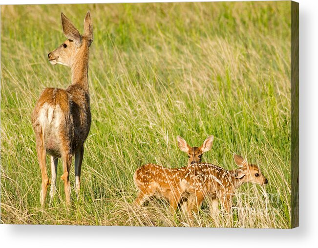 Fawn Acrylic Print featuring the photograph Mama and Fawns by Natural Focal Point Photography