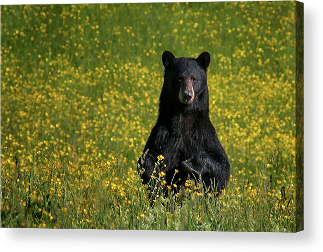 #black#bear#buttercups#newhampshire Acrylic Print featuring the photograph Mama Bear by Darylann Leonard Photography