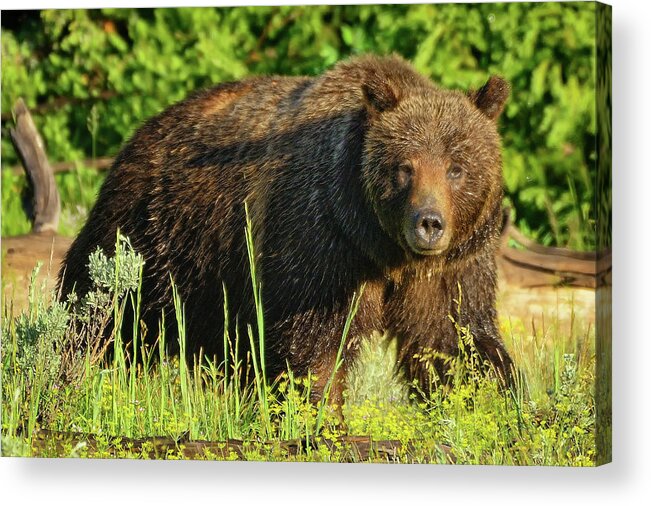 Grizzly Acrylic Print featuring the photograph Mama Bear by Greg Norrell