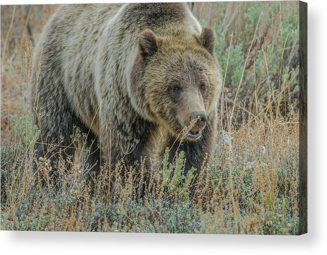 Blonde Bear Acrylic Print featuring the photograph Mama Grizzly Blondie by Yeates Photography