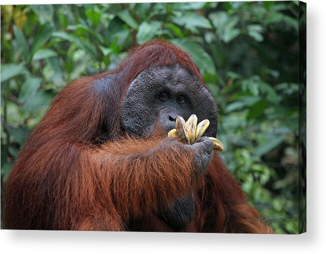 Orangutan Acrylic Print featuring the photograph Man of the Forest 1 by Darcy Dietrich