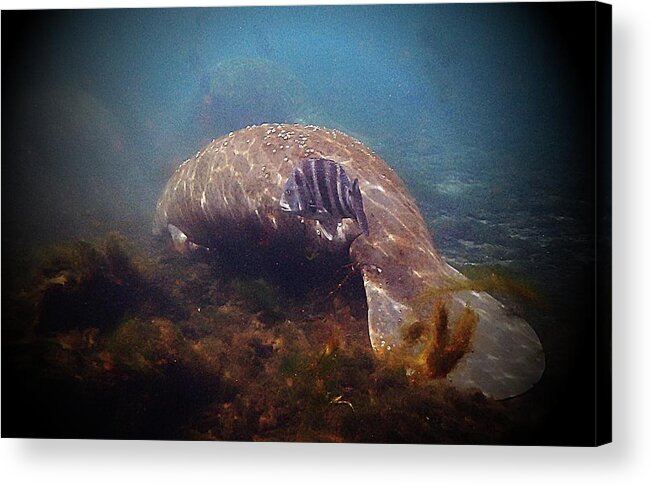 Manatee Scene Acrylic Print featuring the photograph Manatee and Drum by Sheri McLeroy