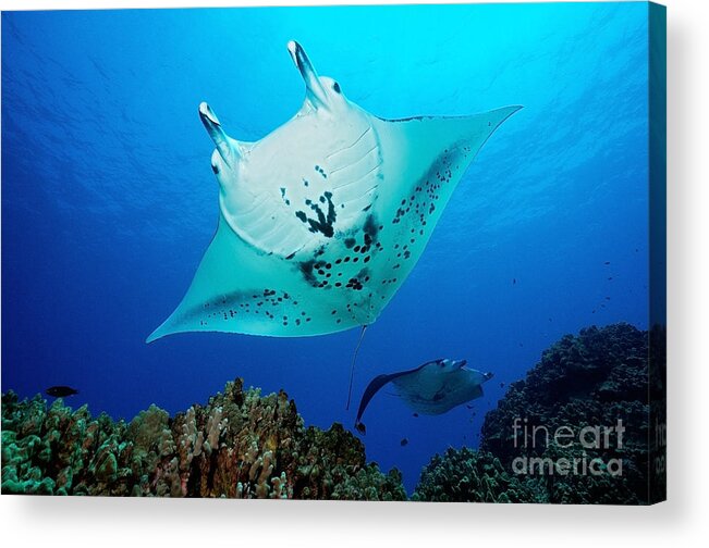 Manta Ray Acrylic Print featuring the photograph Manta Reef by Aaron Whittemore