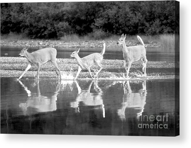  Acrylic Print featuring the photograph Many Glacier Deer 1 by Adam Jewell