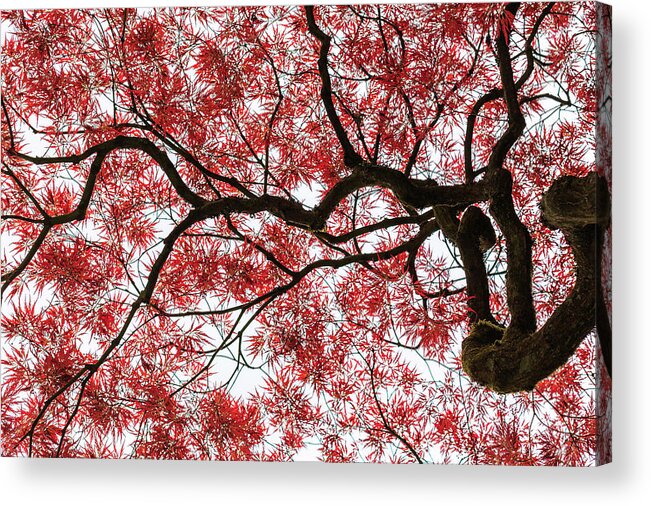 Seattle Japanese Garden Acrylic Print featuring the photograph Maple Dragon by Briand Sanderson