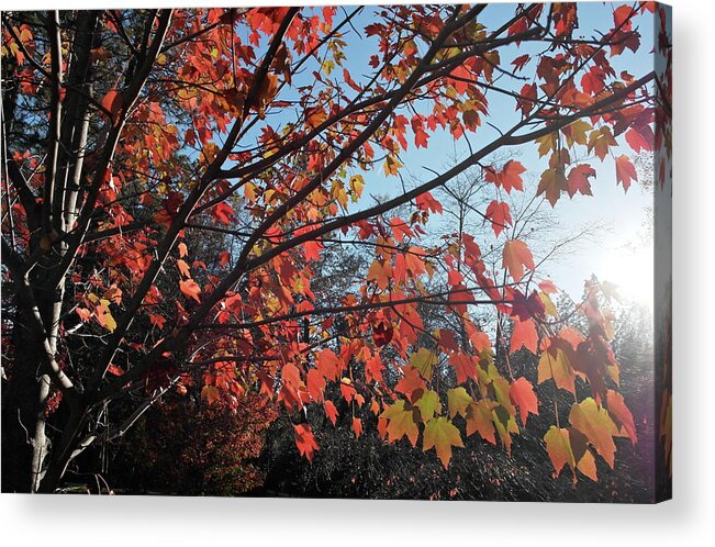 Bille Park Acrylic Print featuring the photograph Maple Evening Illuminations by Michele Myers