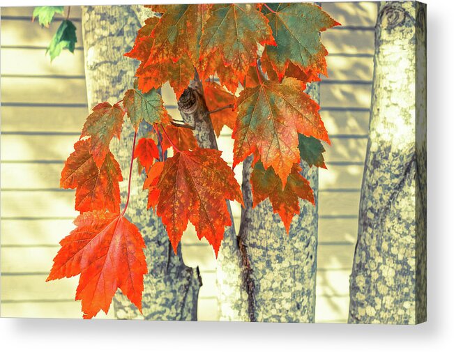Maple Leaves Acrylic Print featuring the photograph Maple by Ronda Broatch