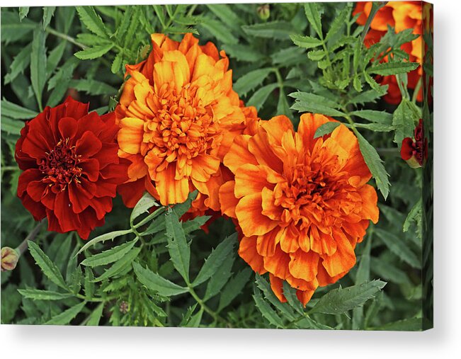 Marigold Acrylic Print featuring the photograph Marigolds Dow Gardens 2 2018 by Mary Bedy