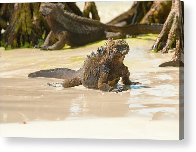 Marine Iguana Acrylic Print featuring the photograph Marine Iguana on Galapagos Islands by Marek Poplawski