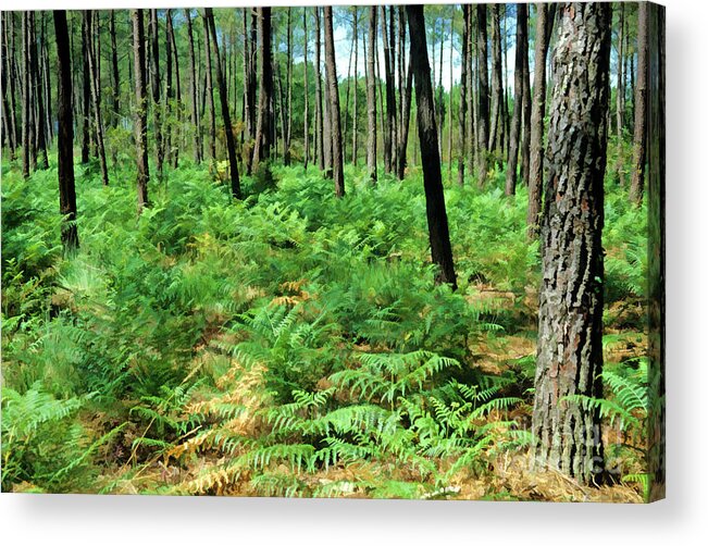 Aquitaine Acrylic Print featuring the photograph Maritime Pine trees by Sami Sarkis