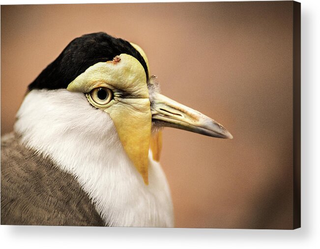 Bird Acrylic Print featuring the photograph Masked Lapwing by Don Johnson