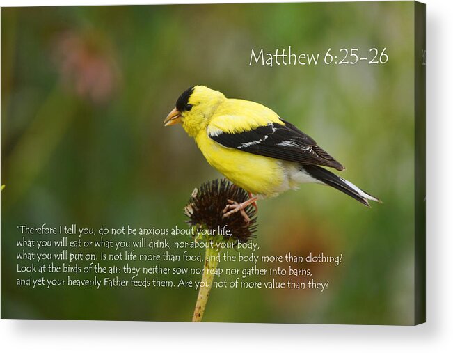 Matthew 6:25-26 Acrylic Print featuring the photograph Matthew 6 by Alan Hutchins