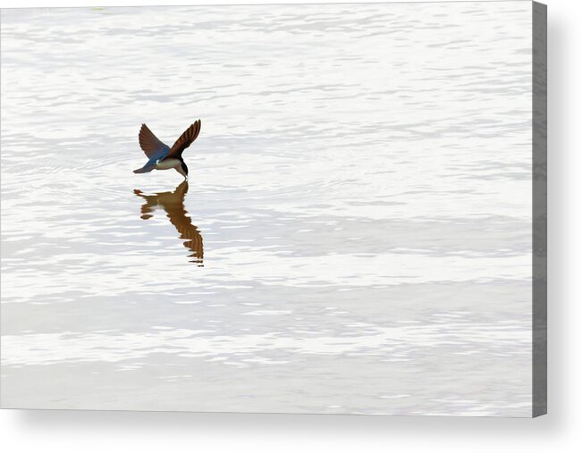 Tree Swallow Acrylic Print featuring the photograph Me and My Shadow by Susan Rissi Tregoning