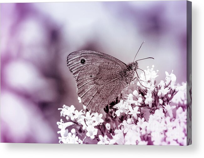 Plants Acrylic Print featuring the photograph Meadow brown, Maniola jurtina by Amanda Mohler