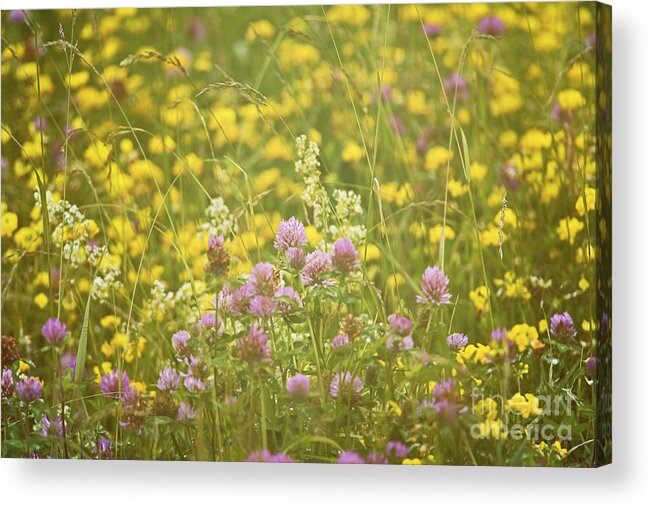 Nina Stavlund Acrylic Print featuring the photograph Meadow Dreams... by Nina Stavlund