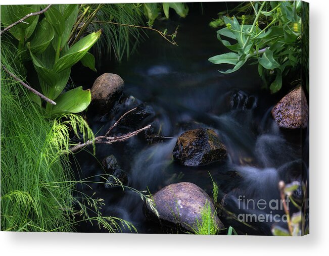 Water Acrylic Print featuring the photograph Meadow Stream by Anthony Michael Bonafede