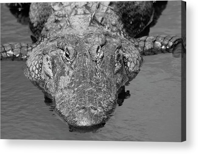 Photo For Sale Acrylic Print featuring the photograph Meet Me For Lunch by Robert Wilder Jr