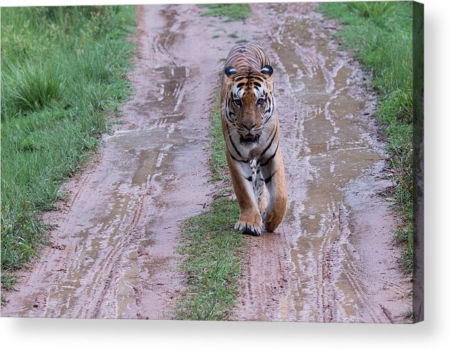 Tiger Acrylic Print featuring the photograph Face to Face with a Tiger One Rainy Afternoon by Fotosas Photography