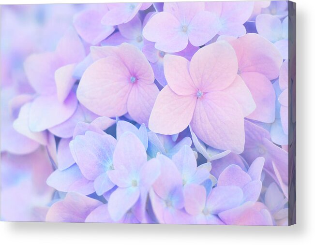 Hydrangea Acrylic Print featuring the photograph Mellifluence by Iryna Goodall