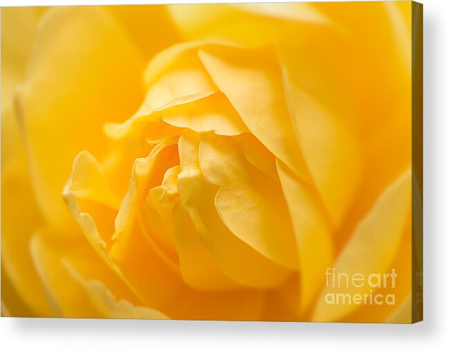 Yellow Acrylic Print featuring the photograph Mellow Yellow Rose by Ana V Ramirez
