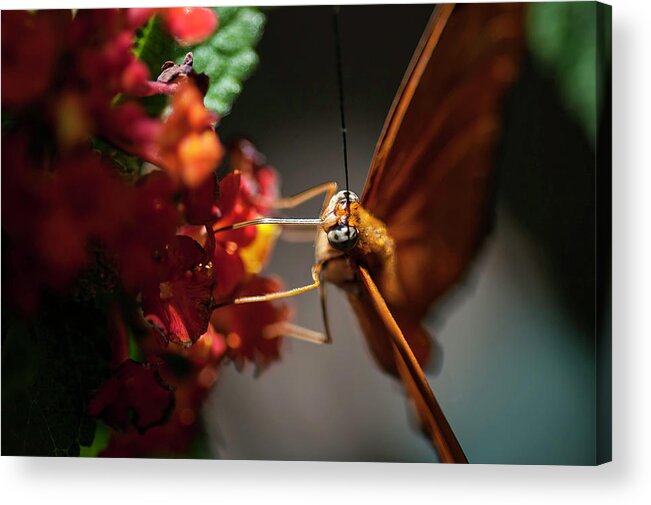 Photography Acrylic Print featuring the photograph Micro Landing by Kathleen Messmer