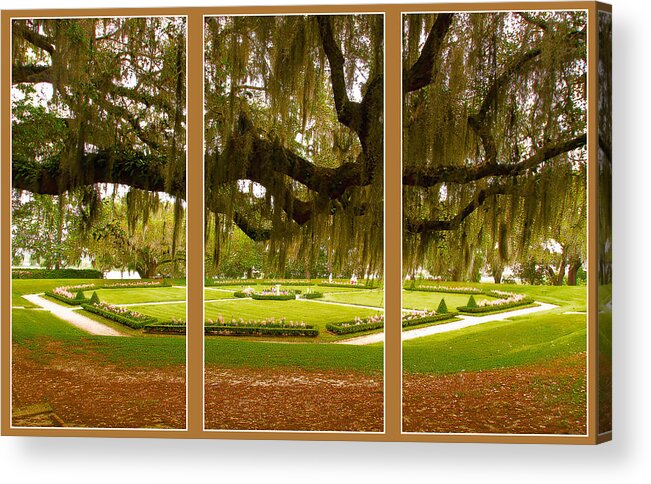 Middleton Gardens Acrylic Print featuring the photograph Middleton Gardens Triptych by Bill Barber
