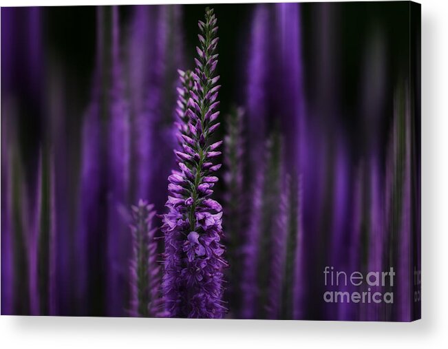 Midnight In Purple Acrylic Print featuring the photograph Midnight in Purple by Rachel Cohen