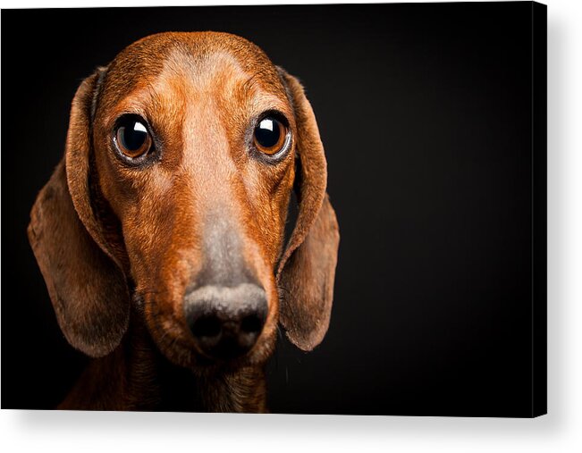 Mike Acrylic Print featuring the photograph Mike the Dachshund by SR Green
