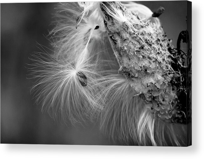 Asclepias Acrylic Print featuring the photograph Milkweed Seed by Todd Bannor