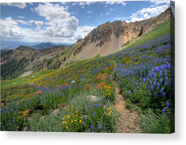 Wildflower Acrylic Print featuring the photograph Mineral Basin Wildflowers by Brett Pelletier