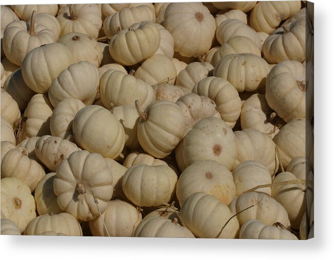 White Acrylic Print featuring the photograph Mini White Pumpkins by Jeff Floyd CA
