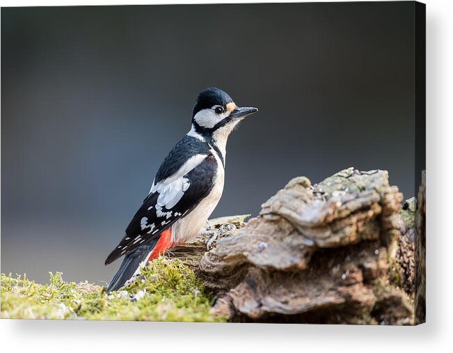 Miss Woodpecker Acrylic Print featuring the photograph Miss Woodpecker by Torbjorn Swenelius