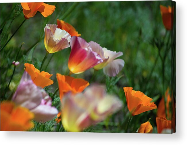 Poppies Acrylic Print featuring the photograph Mission Bell Poppies by Steph Gabler