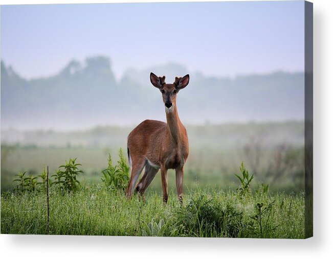Deer Acrylic Print featuring the photograph Misty Buck by Bonfire Photography
