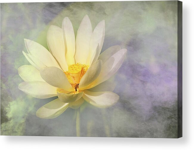 Flowers Waterlillies Lotus Fog Smoke Acrylic Print featuring the photograph Misty Lotus by Carolyn D'Alessandro