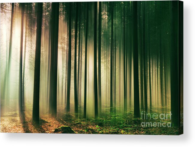 Nature Acrylic Print featuring the photograph Misty Morning Light by David Lichtneker